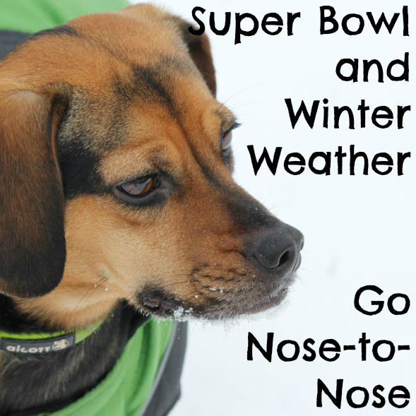 Super Bowl and Winter Weather Go Nose-to-Nose