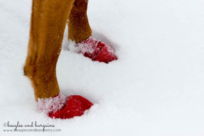 52 Snapshots of Life: WINTER - Luna wearing Pawz in the snow