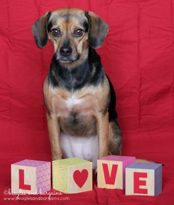 52 Snapshots of Life: LOVE - Luna during the Valentine's Day photo shoot