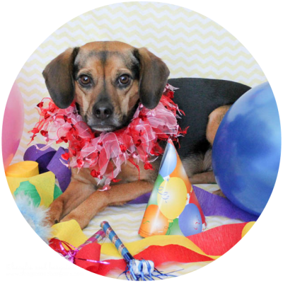 Beagles and Bargains' Blogiversary and Birthday Celebration!