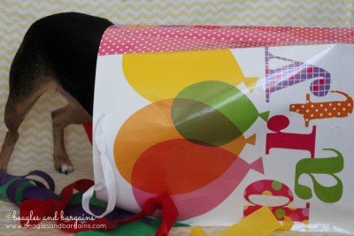 Luna searches for more giveaway prizes in our Blogiversary and Birthday Celebration!