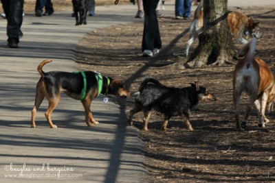 Luna meets a new dog at Shirlington Dog Park