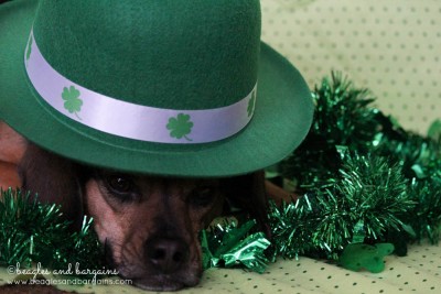 52 Snapshots of Life: GREEN - Luna goes green for St. Patrick's Day