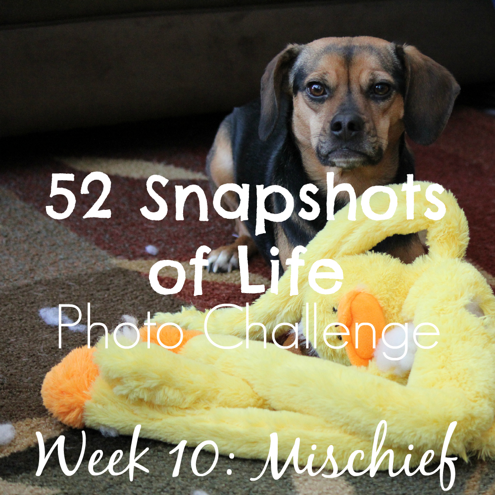 52 Snapshots of Life - Photo Challenge - Week 10: MISCHIEF