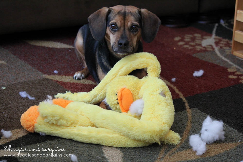 52 Snapshots of Life: MISCHIEF - Luna gets into trouble by destroying a new toy