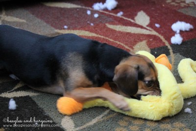 52 Snapshots of Life: MISCHIEF - Luna gets into trouble by destroying a new toy