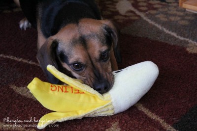 Luna plays with her new birthday toys - a banana!