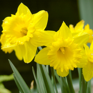 Daffodil - Toxic to Dogs and Cats