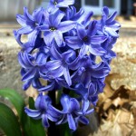 Hyacinth - Toxic to Dogs and Cats