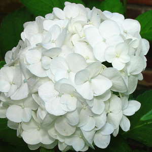 Hydrangea - Toxic to Dogs and Cats
