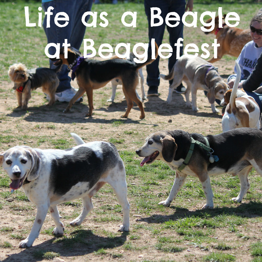 Life as a Beagle at Beaglefest