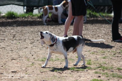 Howling Beagles at BREW's Beaglefest