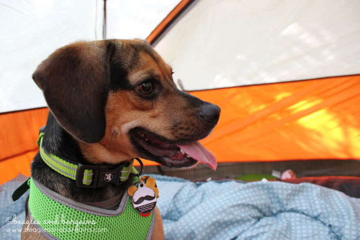 Pet Friendly Camping in Virginia