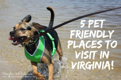 5 Pet Friendly Places to Visit in Virginia