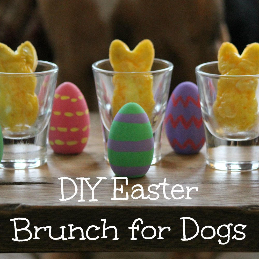 DIY Easter Brunch for Dogs