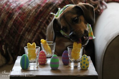 Luna enjoys her Egg Scramble - DIY Easter Brunch for Dogs