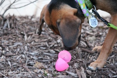 Can Luna find all the eggs in the Easter Egg Hunt for dogs?