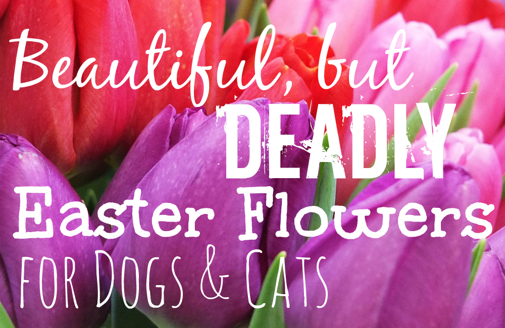 Beautiful, But Deadly Easter Flowers for Pets