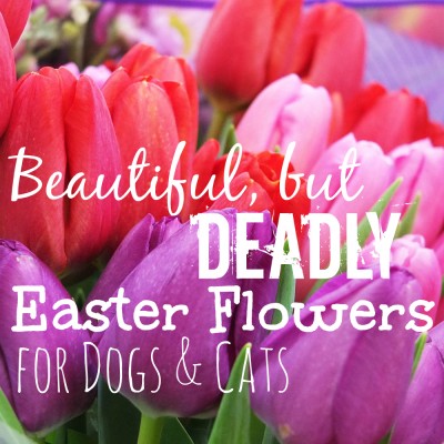 Beautiful, but Deadly Easter Flowers for Dogs & Cats