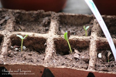 Gardening for beginners - planting seeds.