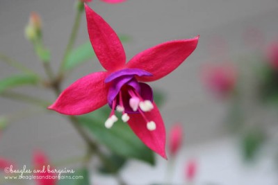 Fuschia is an easy to maintain and a great option for beginner gardeners.