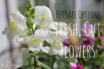 Pet Safe Options for Fresh, Cut Flowers