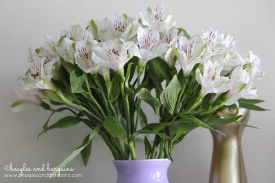 Alstroemeria are great Dog Safe Options for Fresh, Cut Flowers. Avoid for Cats.