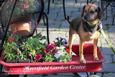 Merrifield Garden Center is a dog friendly shopping destination in Northern Virginia.