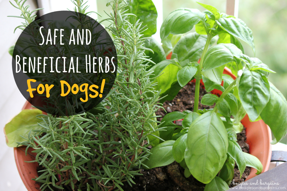 Safe and Beneficial Herbs for Dogs!