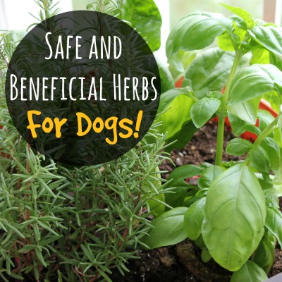 Safe and Beneficial Herbs for Dogs!