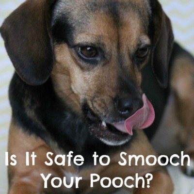 Kisses and Dogs - Is It Safe to Smooch Your Pooch?