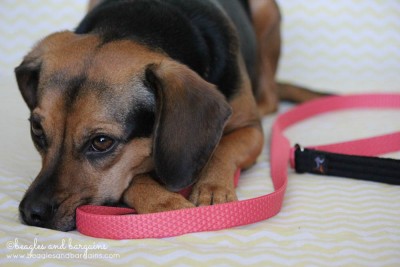 Luna with her Lupine ECO Collection Dog Leash