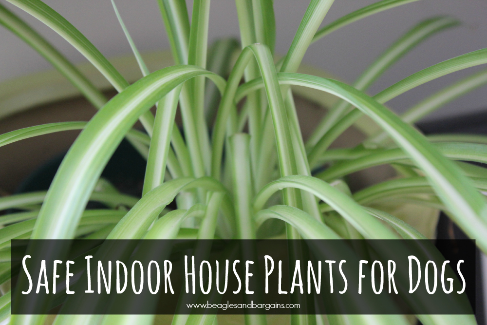 Safe Indoor House Plants for Dogs