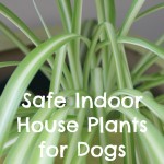 Indoor Plants That Are Non-Toxic to Dogs