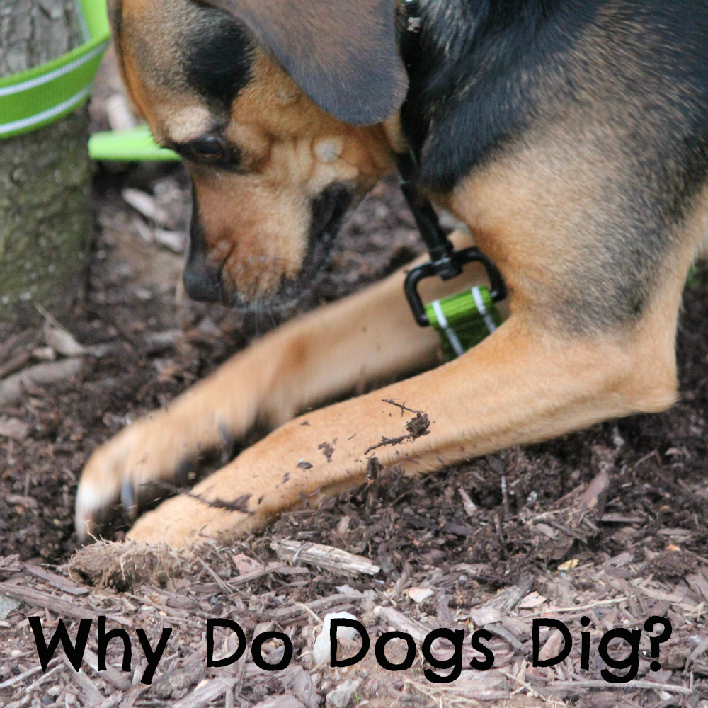 Why Do Dogs Dig?