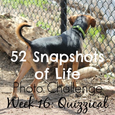 52 Snapshots of Life - Photo Challenge - Week 16: QUIZZICAL