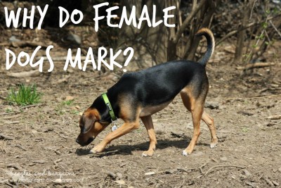 Why Do Female Dogs Mark?