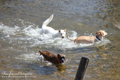 Dogs in Four Mile Run near Shirlington Dog Park