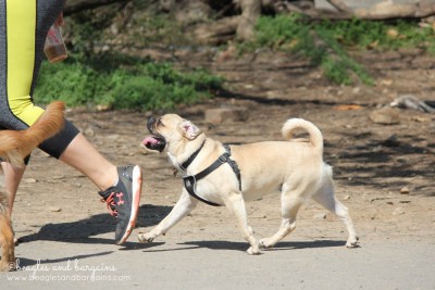 Dogs walking with style at Shirlington Dog Park