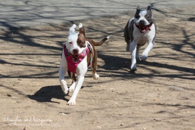 Dogs playing together at Shirlington Dog Park