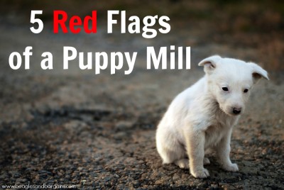 5 Red Flags of a Puppy Mill