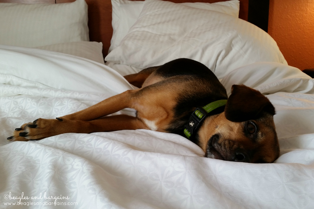 Luna snoozing a pet friendly hotel bed