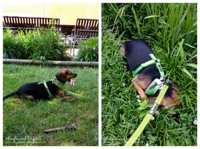 Luna cooled off in the grass along the W&OD Trail.