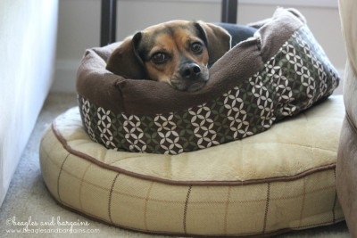 Luna demonstrates Rule #1 of 5 Easy Ways to Tell If Your Dog Has a Comfort Addiction