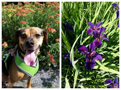 We stopped to smell the beautiful flowers on the W&OD Trail.