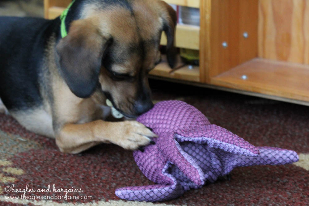 52 Snapshots of Life - PLAY - Luna gets a new dog toy.