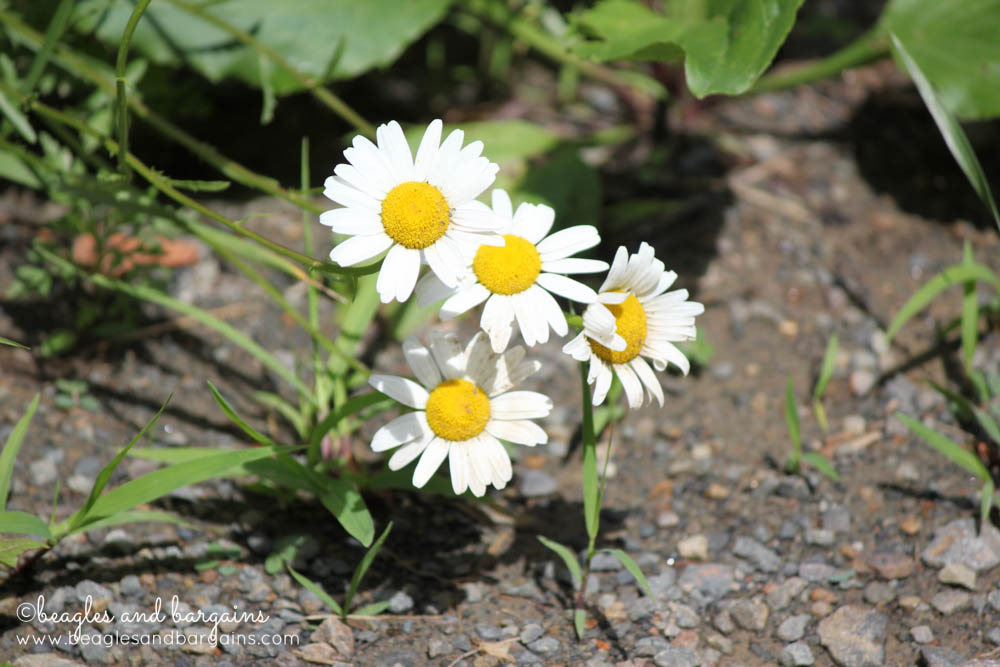 Wild daisies spotted on our walk