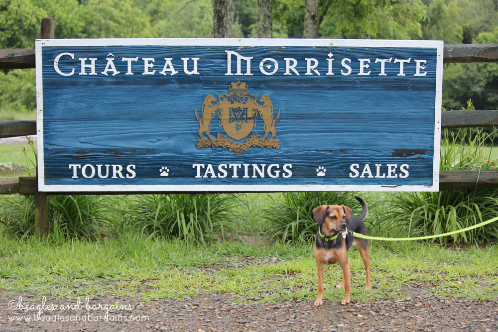 Luna visits Chateau Morrisette, a pet friendly winery.