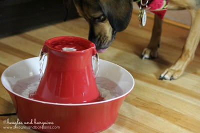 Luna prepares to drink from our Drinkwell Avalon Fountain from PetSafe