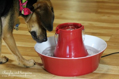 Luna can't wait for clean, fresh water from our PetSafe Fountain.